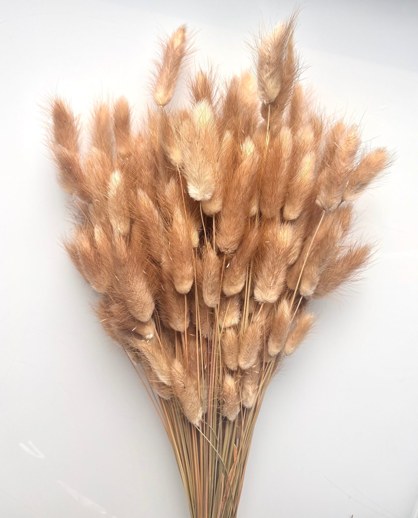 OK - Laurus ovatus naturel beige
Losse droogbloemen
+- 100g in 1 pak.
Droogbloemen natuurlijke producten → Kleine onvolkomenheden en lichte kleurverschillen zijn normaal.
Prijs: €9,90
Voorraad: 2