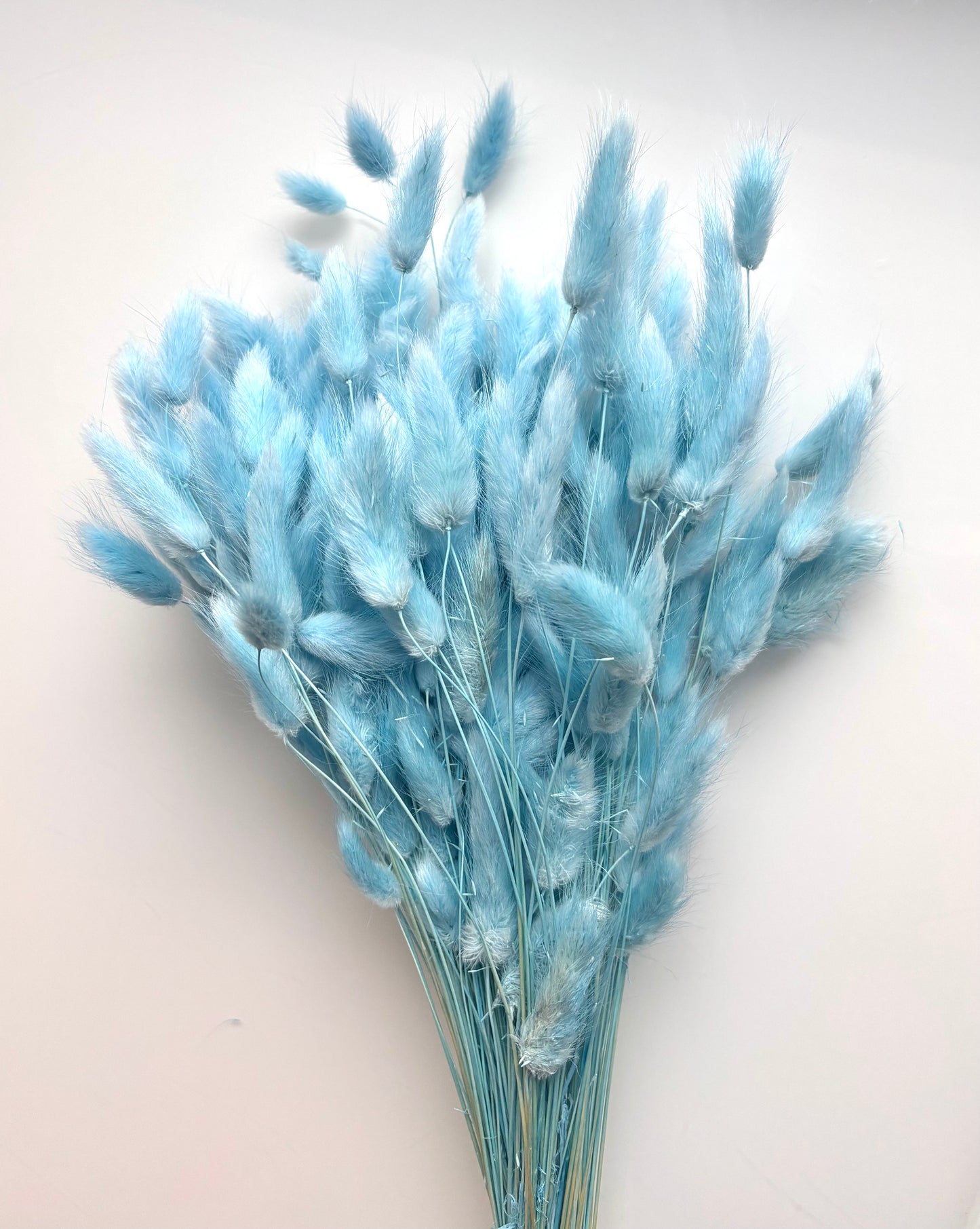 OK - Lagurus Ovatus Aquamarine Blauw
Losse droogbloemen
+- 100g in 1 pak.

Droogbloemen natuurlijke producten → Kleine onvolkomenheden en lichte kleurverschillen zijn normaal. 

Prijs: €10,90
Voorraad: 2