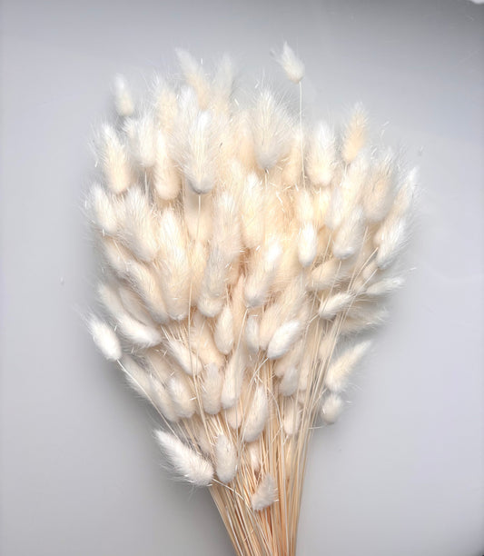 OK - Lagurus ovatus gebleekt
Losse droogbloemen
+- 100g in 1 pak.

Droogbloemen natuurlijke producten → Kleine onvolkomenheden en lichte kleurverschillen zijn normaal. 

Prijs: €9,90
Voorraad: 2