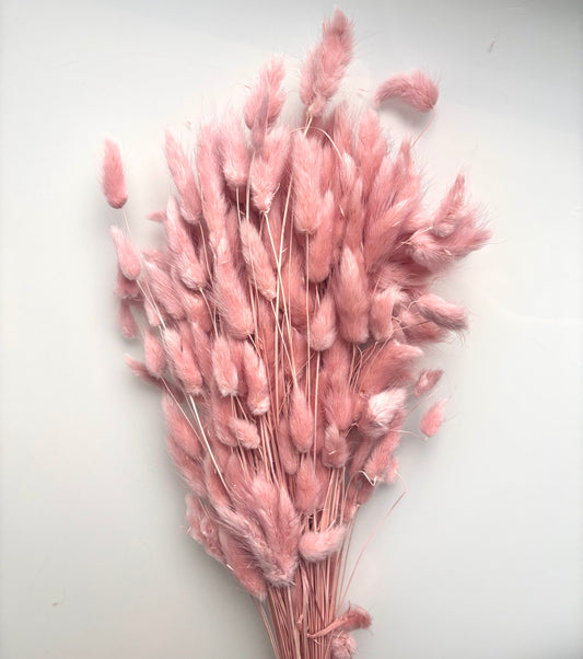 OK - Lagurus ovatus poederroos
Losse droogbloemen
+- 100g in 1 pak.

Droogbloemen natuurlijke producten → Kleine onvolkomenheden en lichte kleurverschillen zijn normaal. 

Prijs: €10,90
Voorraad: 2