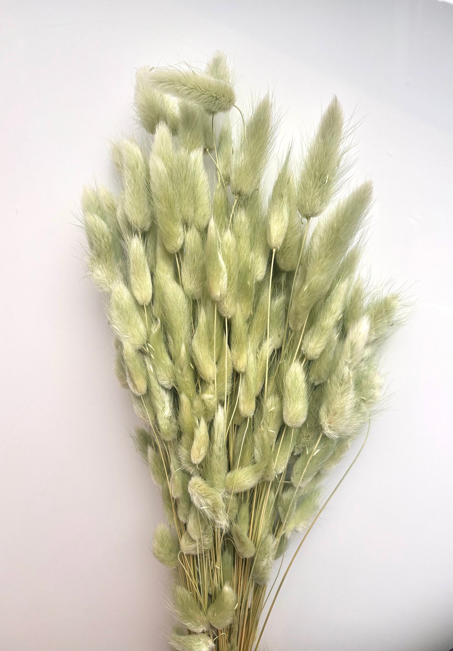 OK - Lagurus ovatus titanite green
Losse droogbloemen
+- 100g in 1 pak.

Droogbloemen natuurlijke producten → Kleine onvolkomenheden en lichte kleurverschillen zijn normaal. 

Prijs: €12,90
Voorraad: 2