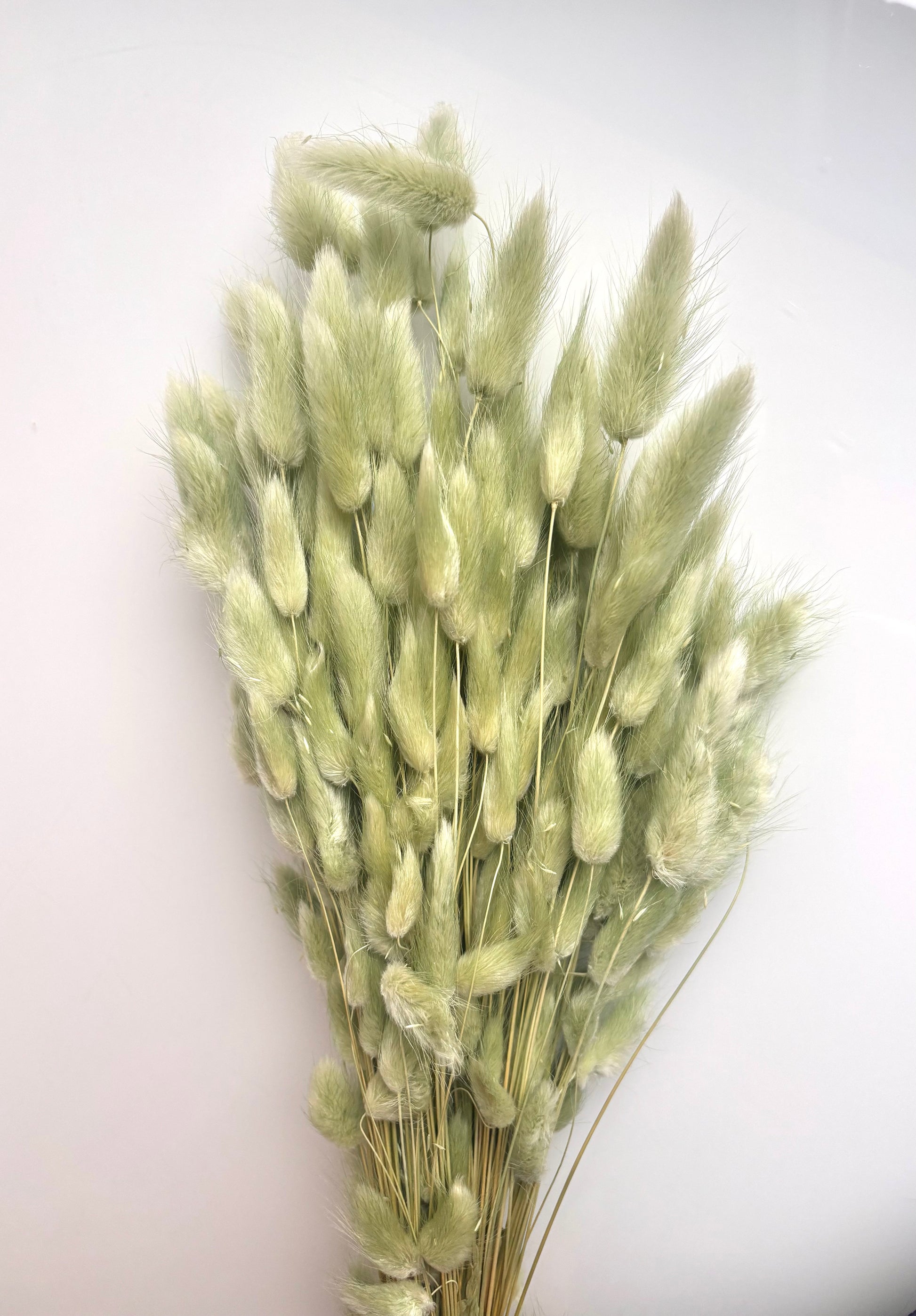 OK - Lagurus ovatus titanite green
Losse droogbloemen
+- 100g in 1 pak.

Droogbloemen natuurlijke producten → Kleine onvolkomenheden en lichte kleurverschillen zijn normaal. 

Prijs: €12,90
Voorraad: 2