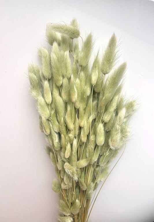 OK - Lagurus ovatus titanite green
Losse droogbloemen
+- 100g in 1 pak.

Droogbloemen natuurlijke producten → Kleine onvolkomenheden en lichte kleurverschillen zijn normaal. 

Prijs: €12,90
Voorraad: 2